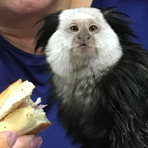 Meet your Posher, Barry